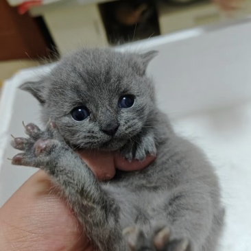 家里的蓝猫和蓝白生宝宝了，有喜欢的老板细聊