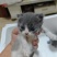 家里的蓝猫和蓝白生宝宝了，有喜欢的老板细聊