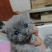 家里的蓝猫和蓝白生宝宝了，有喜欢的老板细聊