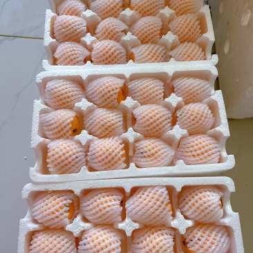 枇杷
