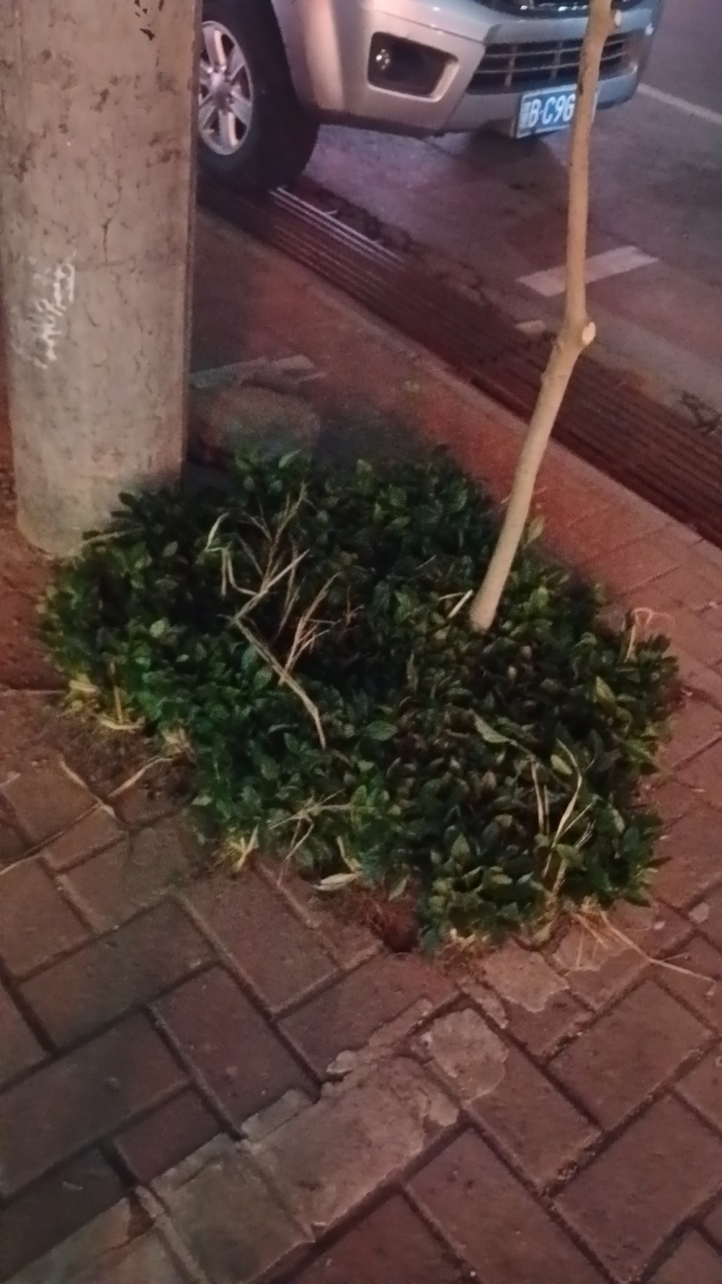 出售草珊瑚苗