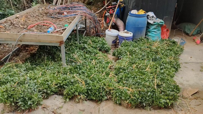 出售草珊瑚苗