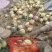 红黄洋葱市场货，价格600～750，****19900129