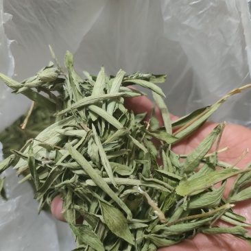 河南青色甜叶菊