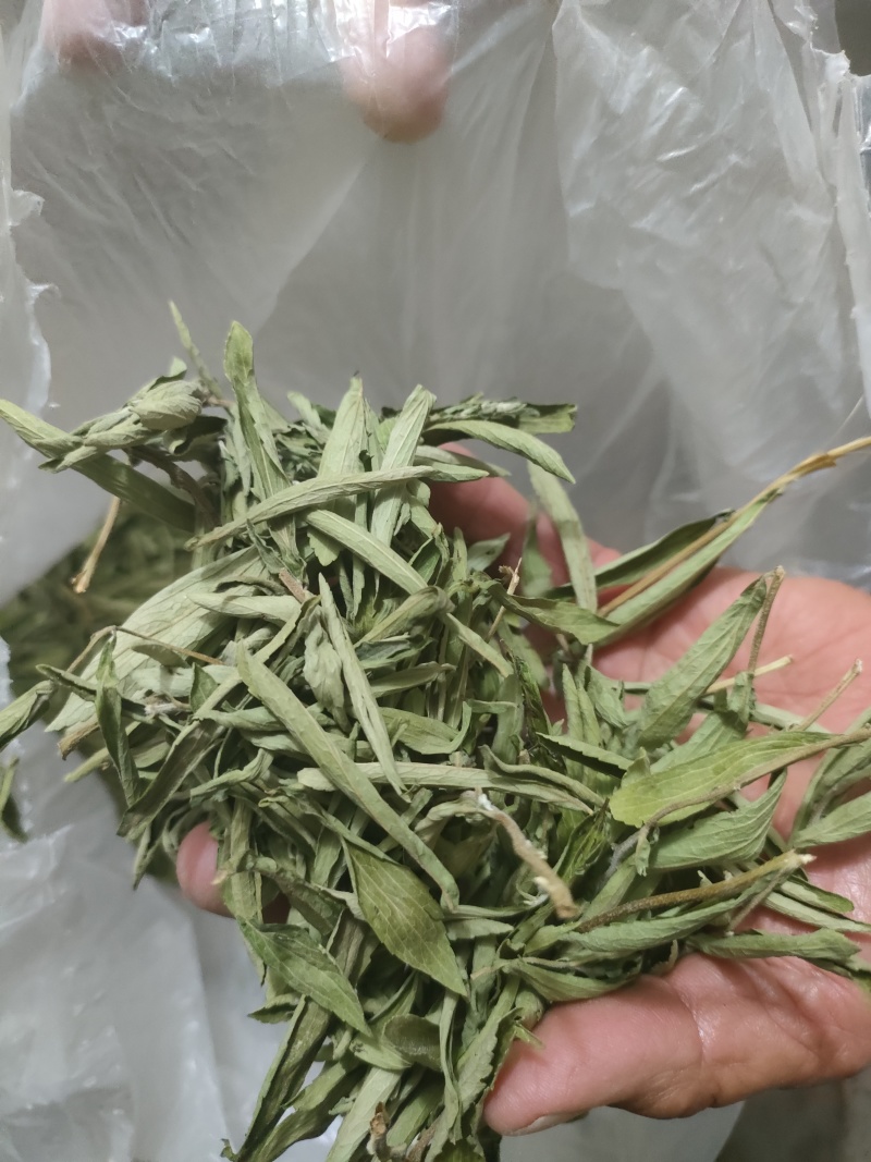 河南青色甜叶菊