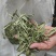 河南青色甜叶菊
