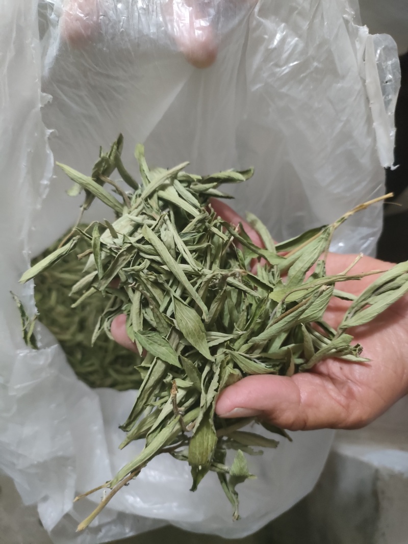 河南青色甜叶菊