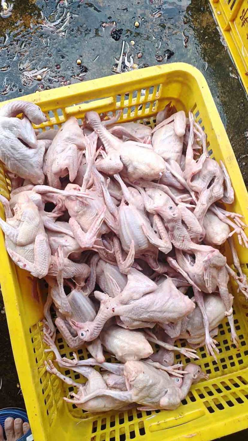 全净膛精品乳鸽