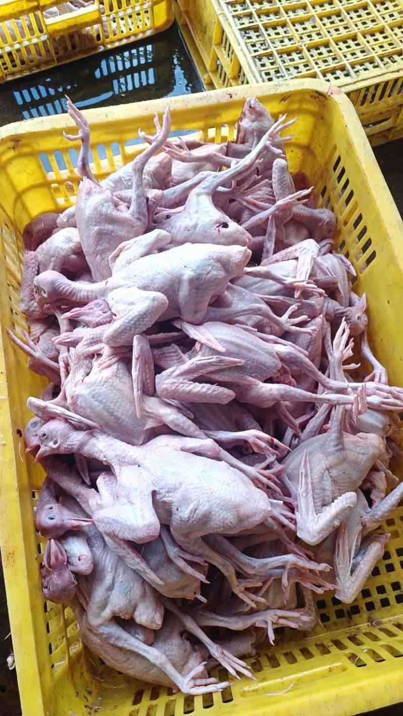 全净膛精品乳鸽