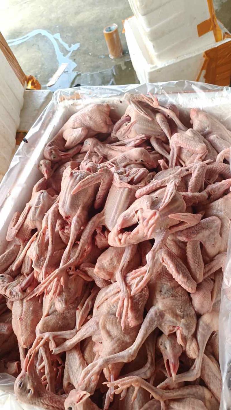 全净膛精品乳鸽