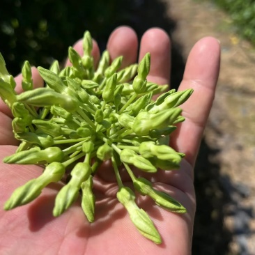 广东夜香花