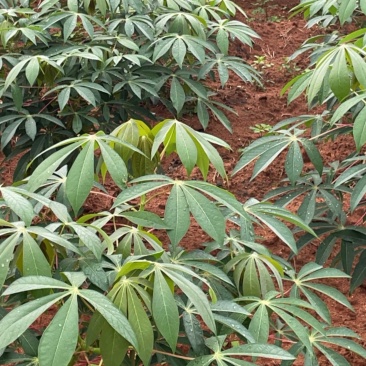 黄心木薯