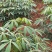 黄心木薯