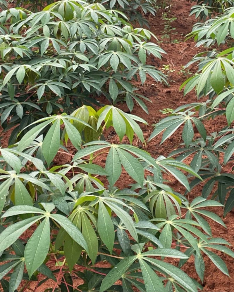 黄心木薯