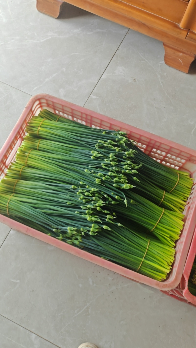 广西新鲜韭菜苔基地种植