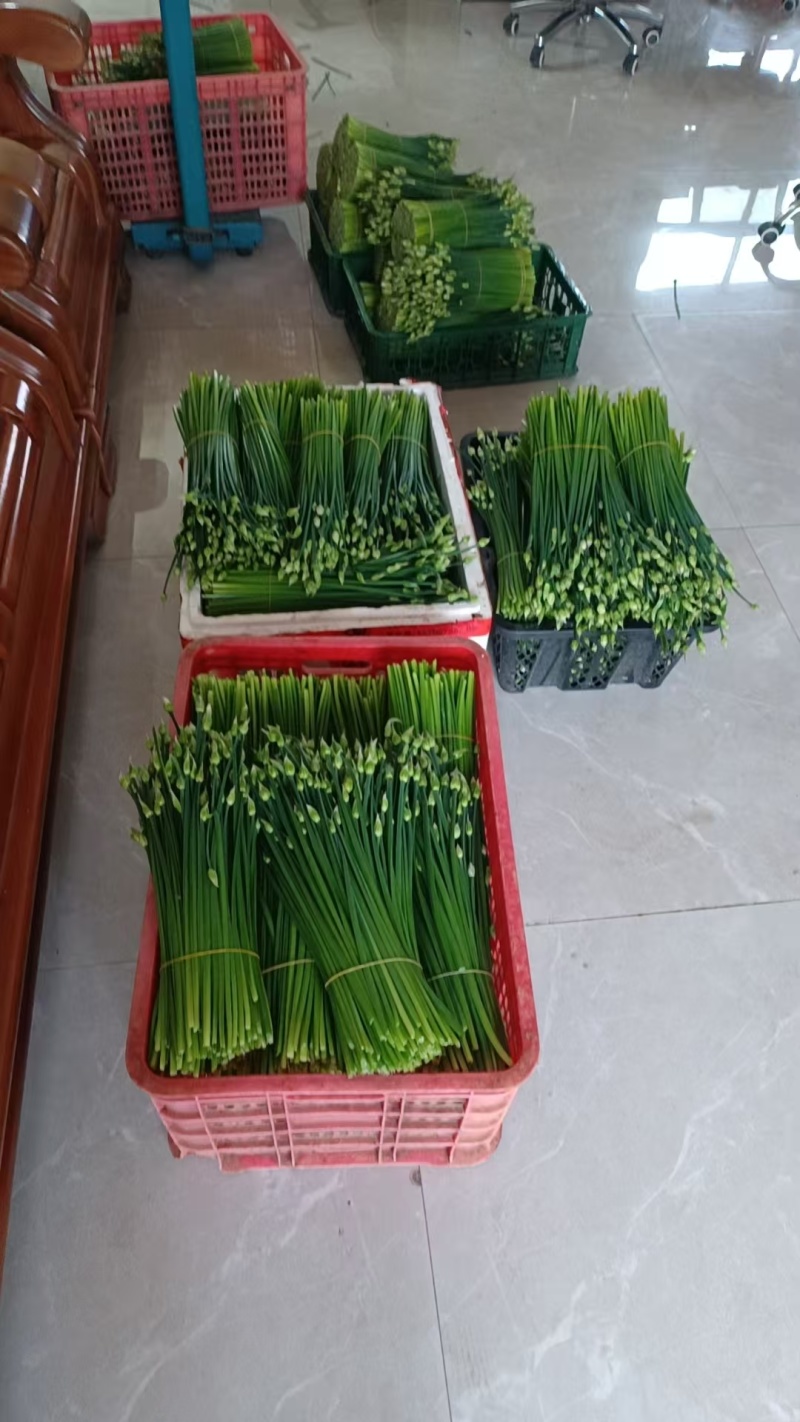 广西新鲜韭菜苔基地种植