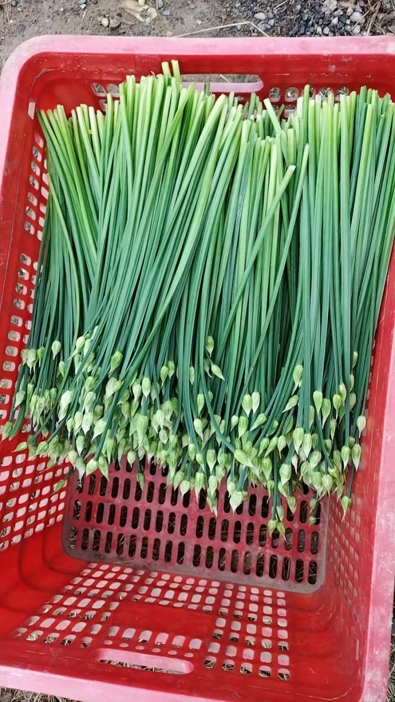 广西新鲜韭菜苔基地种植