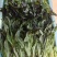 云南高原种植红叶莴笋尖，高海拔种植，直供海底捞