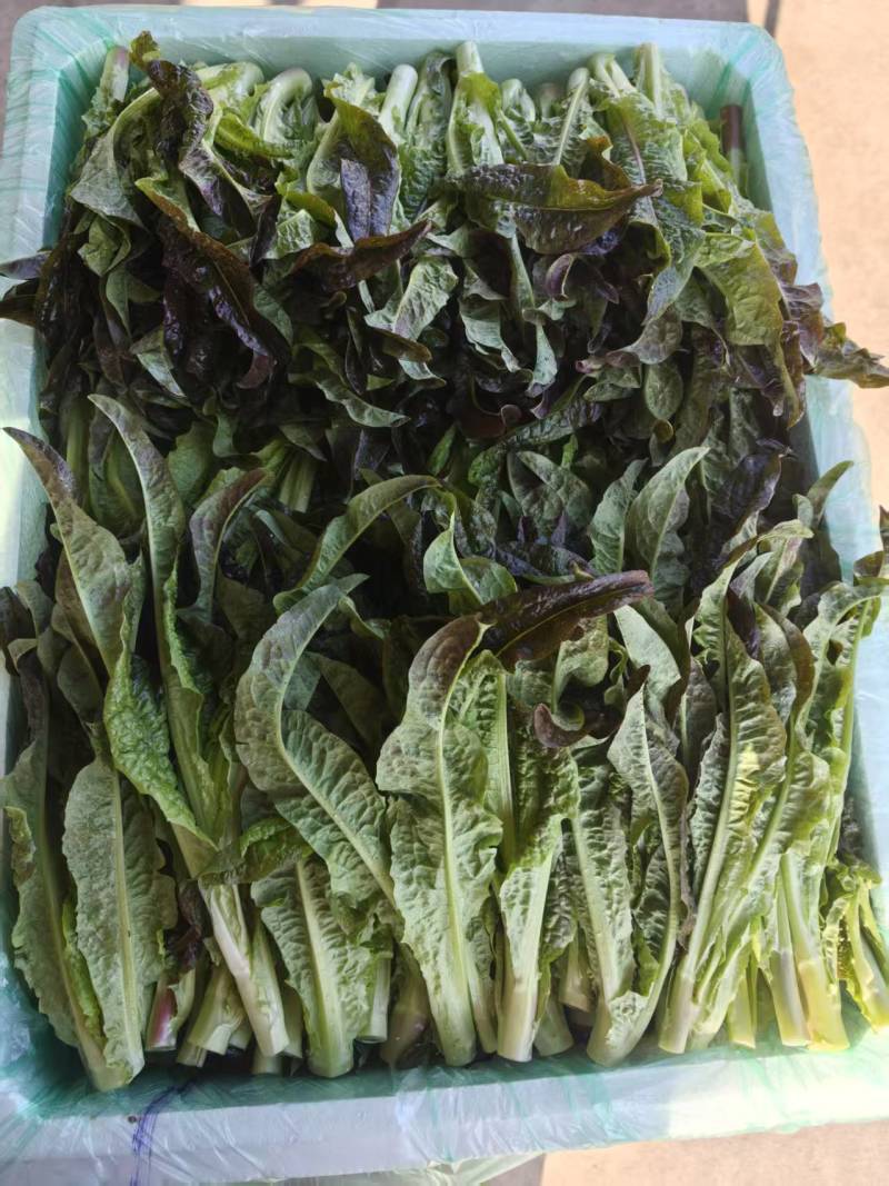 云南高原种植红叶莴笋尖，高海拔种植，直供海底捞