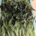 云南高原种植红叶莴笋尖，高海拔种植，直供海底捞