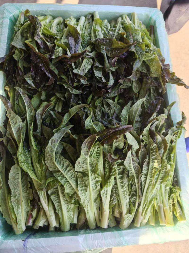 云南高原种植红叶莴笋尖，高海拔种植，直供海底捞