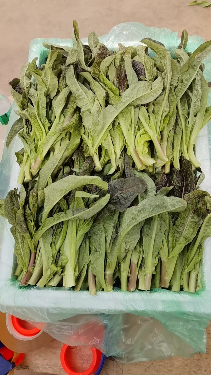 云南高原种植红叶莴笋尖，高海拔种植，直供海底捞
