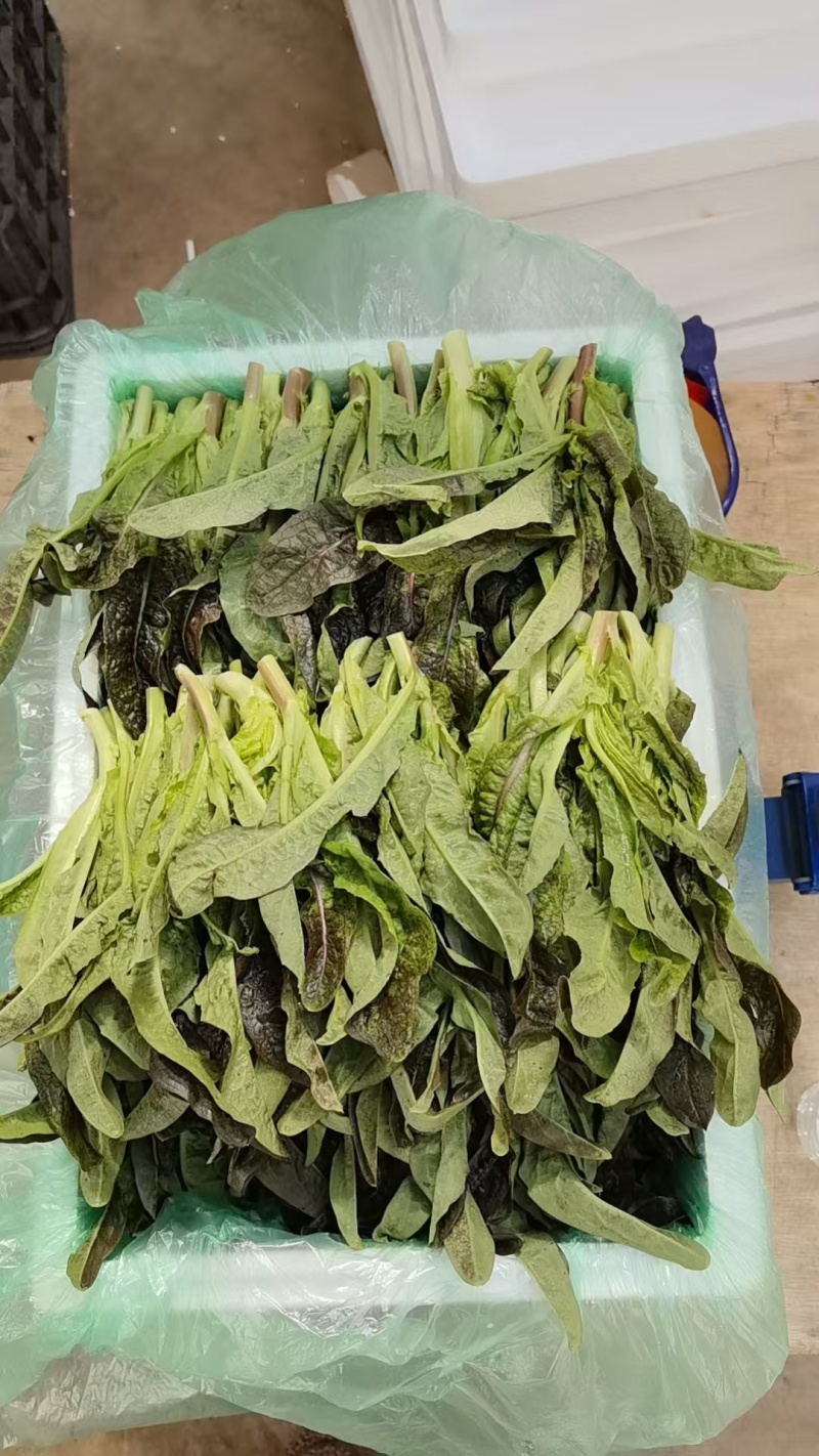 云南高原种植红叶莴笋尖，高海拔种植，直供海底捞