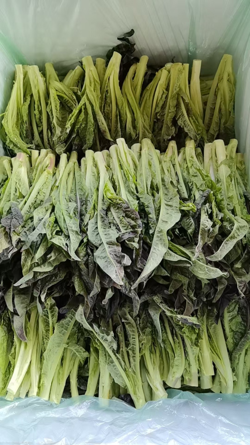 云南高原种植红叶莴笋尖，高海拔种植，直供海底捞