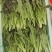 云南高原种植红叶莴笋尖，高海拔种植，直供海底捞