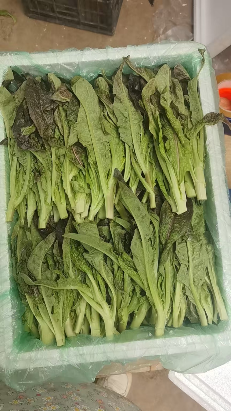 云南高原种植红叶莴笋尖，高海拔种植，直供海底捞