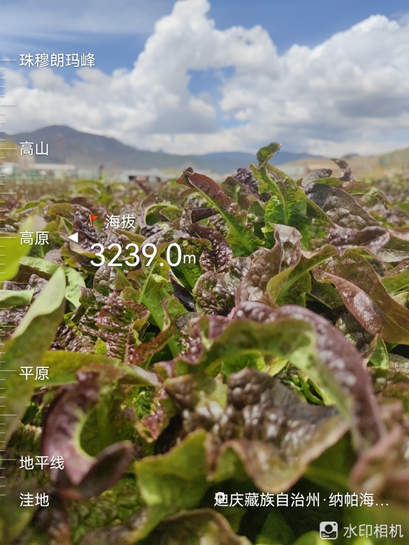 云南高原种植红叶莴笋尖，高海拔种植，直供海底捞