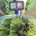 云南高原种植红叶莴笋尖，高海拔种植，直供海底捞