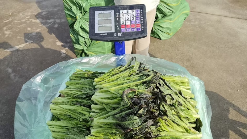 云南高原种植红叶莴笋尖，高海拔种植，直供海底捞