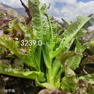 云南高原种植红叶莴笋尖，高海拔种植，直供海底捞