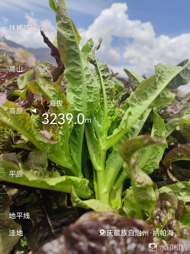 云南高原种植红叶莴笋尖，高海拔种植，直供海底捞