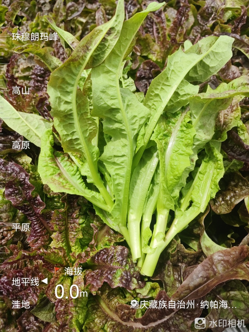 云南高原种植红叶莴笋尖，高海拔种植，直供海底捞