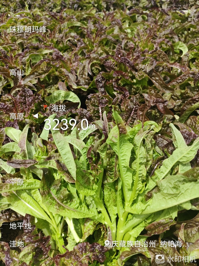 云南高原种植红叶莴笋尖，高海拔种植，直供海底捞