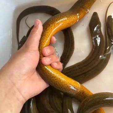 黄鳝