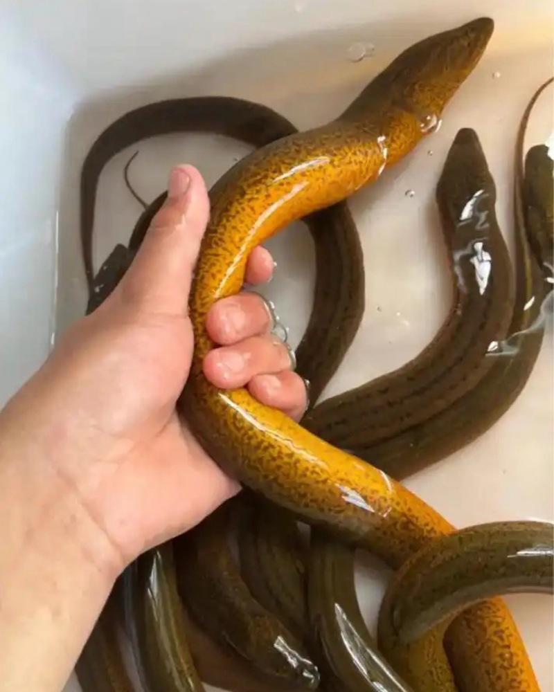 黄鳝