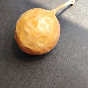 中草药瓜蒌