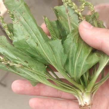 车前草