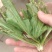 车前草