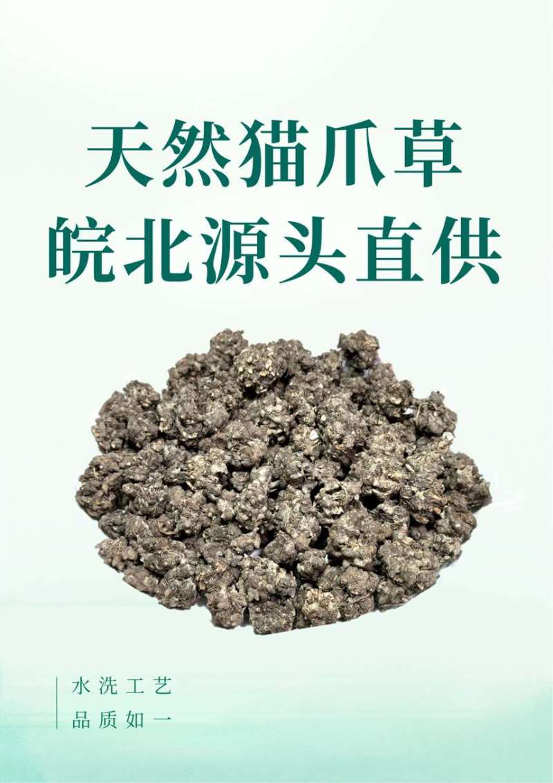 安徽阜阳猫爪草