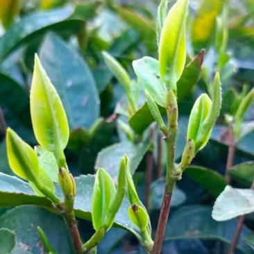 高山绿茶