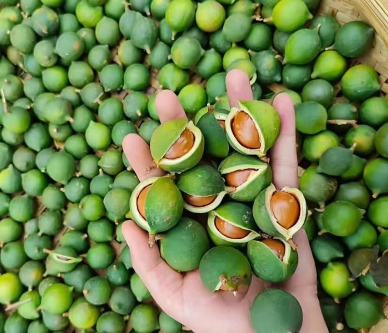 夏威夷果