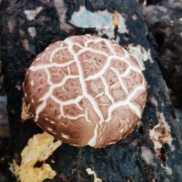 随州香菇
