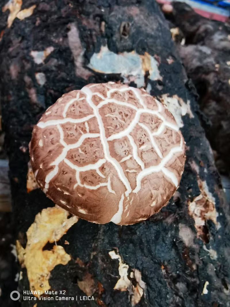 随州香菇