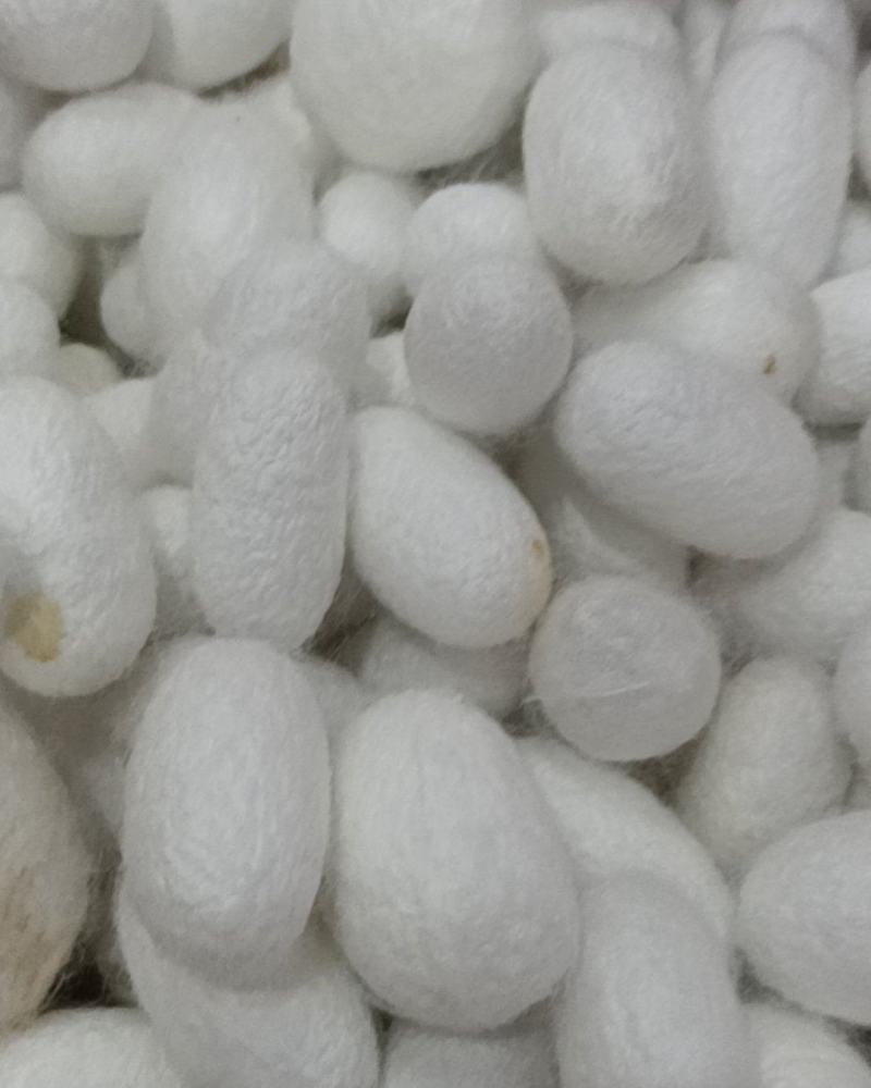 蚕茧