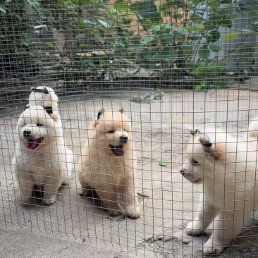 广西中华田园犬系列，土松犬