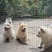 广西中华田园犬系列，土松犬